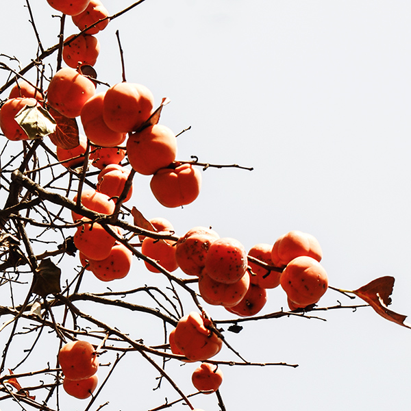 2014��11��9��a 07512.jpg