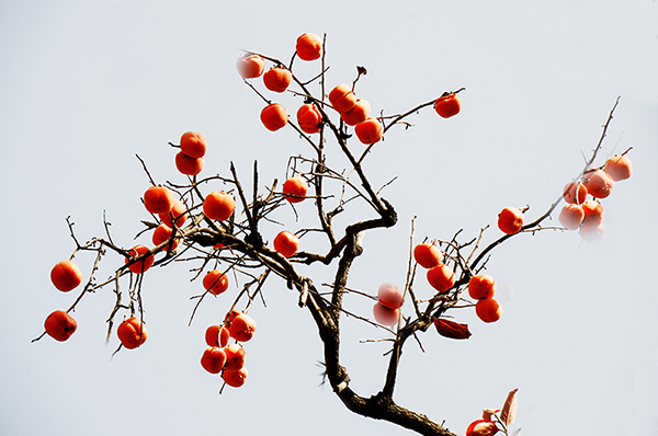 2014��11��9��a 07712.jpg