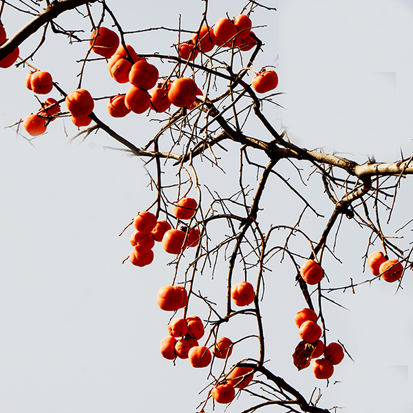 2014��11��9��a 08512.jpg