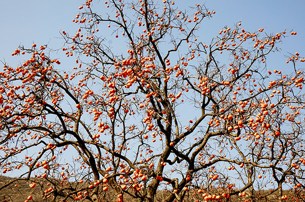 2014��11��9��a 08712.jpg