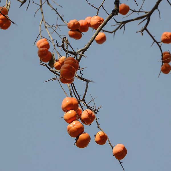 2014��11��9��a 09112.jpg