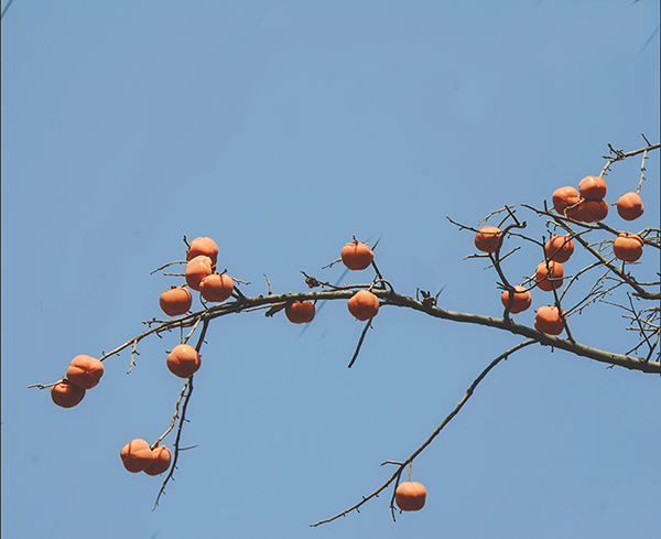 2014��11��9����������2 a01512.jpg