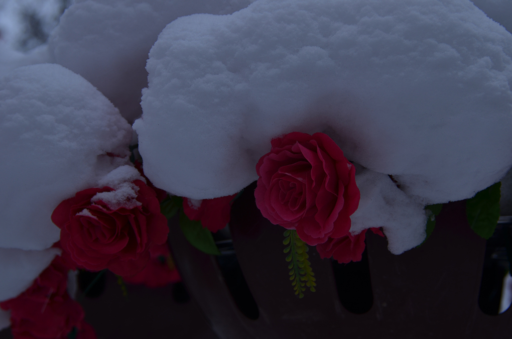 ѩ���    ������