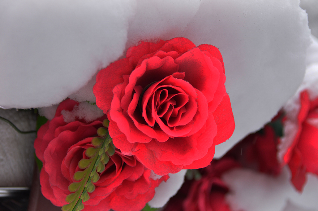 ѩ�����   ������