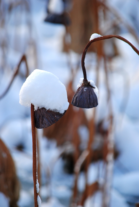 ѩ�кʻ� (1).jpg