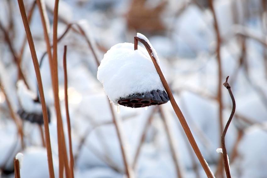 ѩ�кʻ� (2).jpg