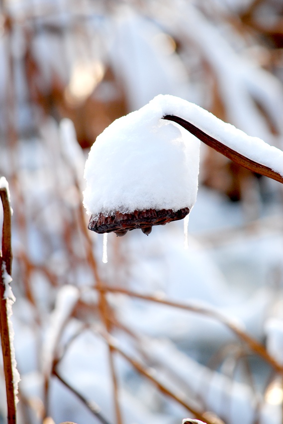 ѩ�кʻ� (3).jpg