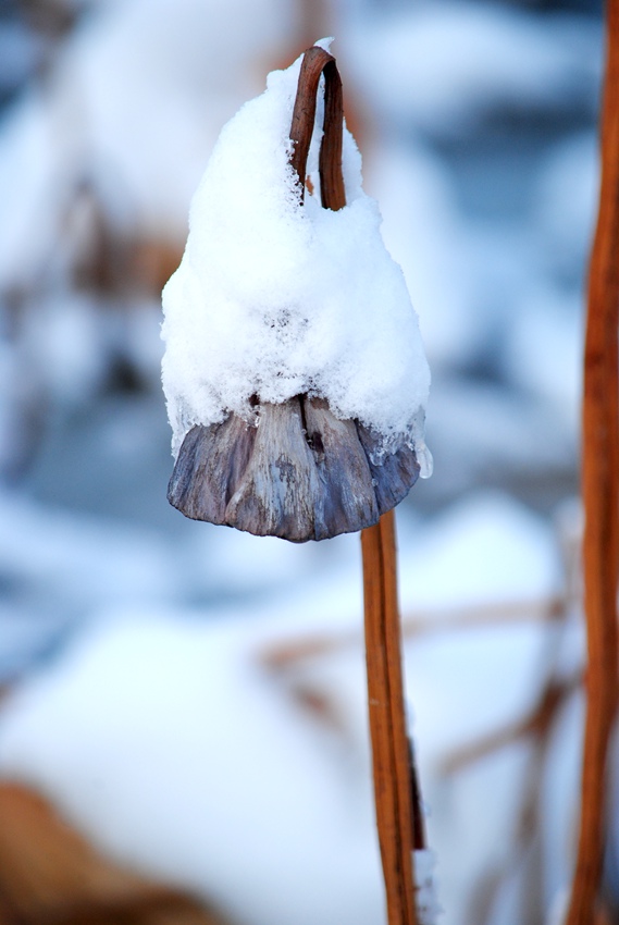 ѩ�кʻ� (4).jpg