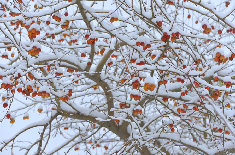 ѩ�к��������