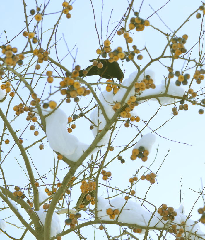 ֦ͷ��ʳ���ڶ�