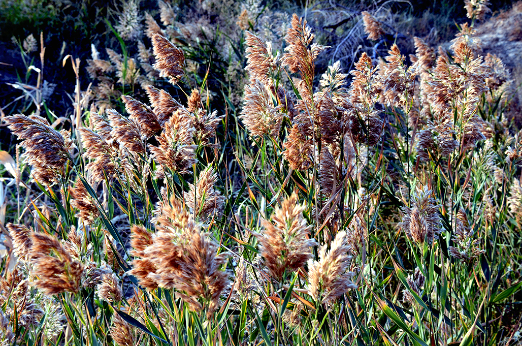 ʪ��«έӦ����