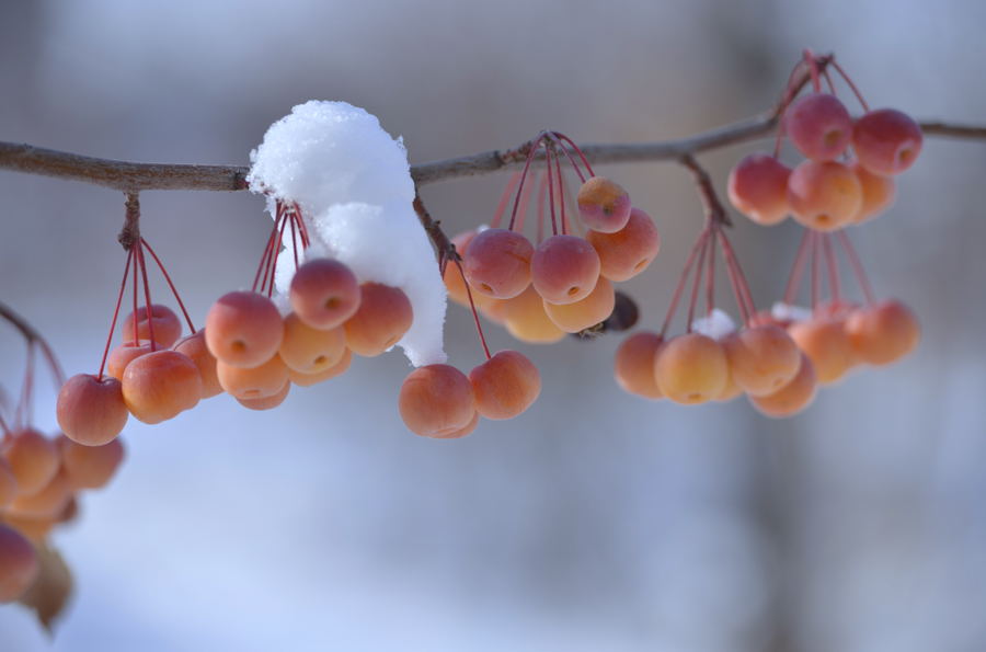 ��ѩ���֮��