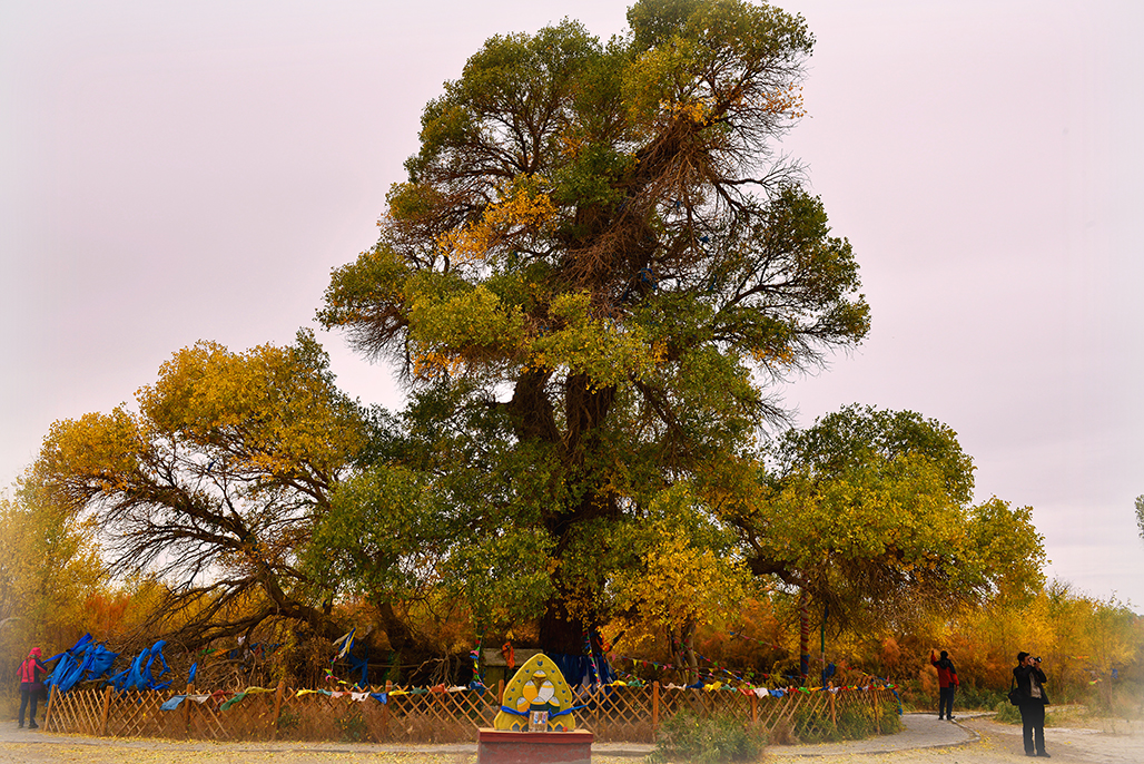 ����  ������