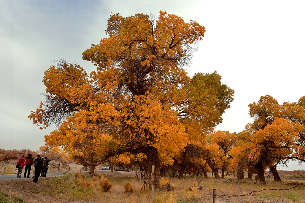 �Ƶķ��   ������