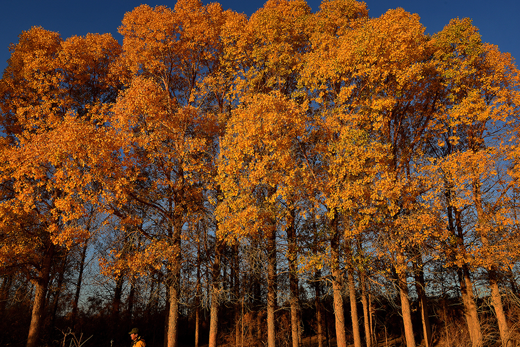 ��ɳ����    ������