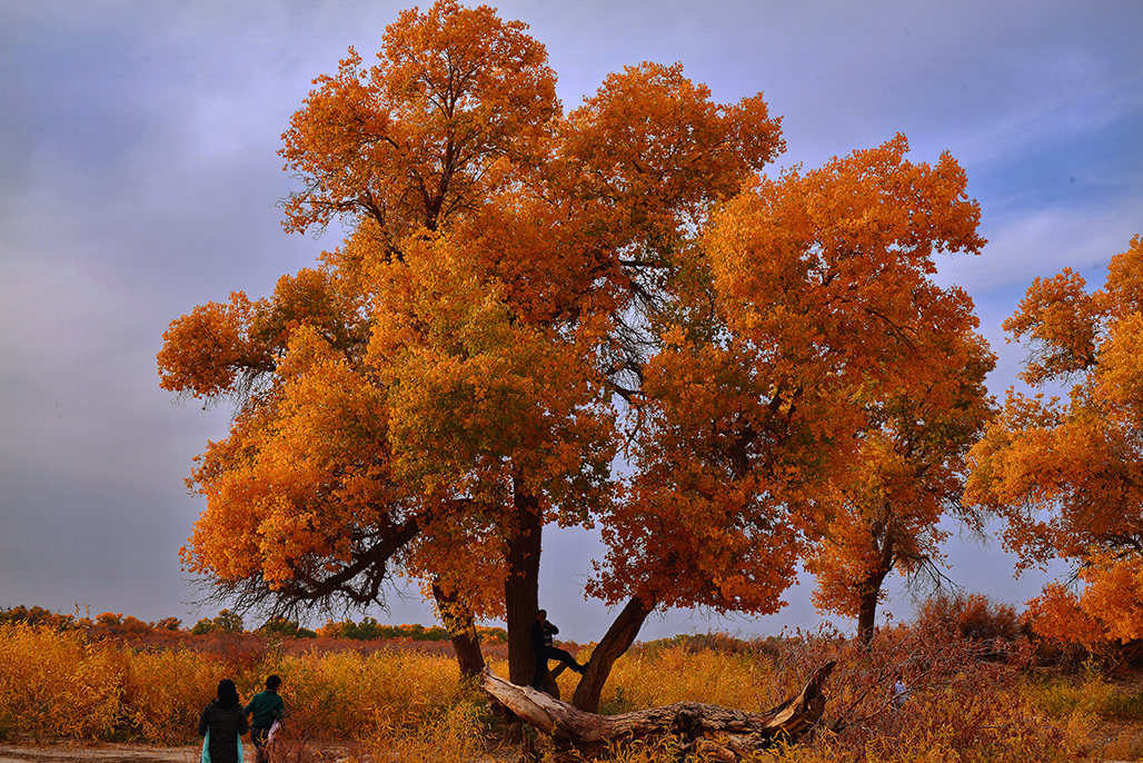 һ����    ������