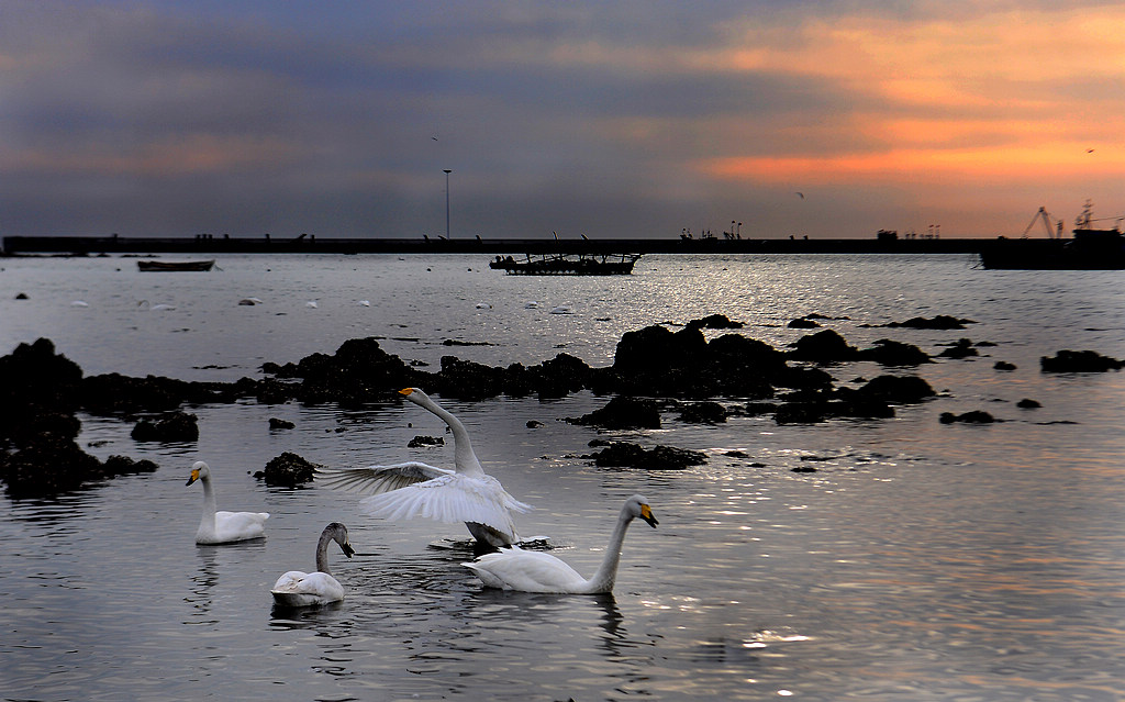 1DSC_7383.jpg  11.jpg