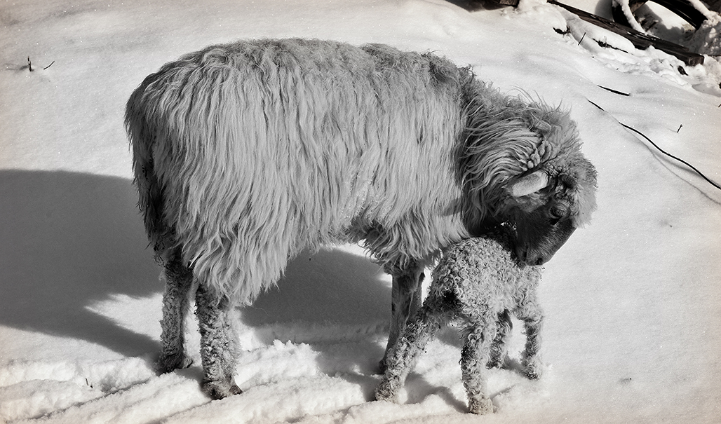 ��       ������