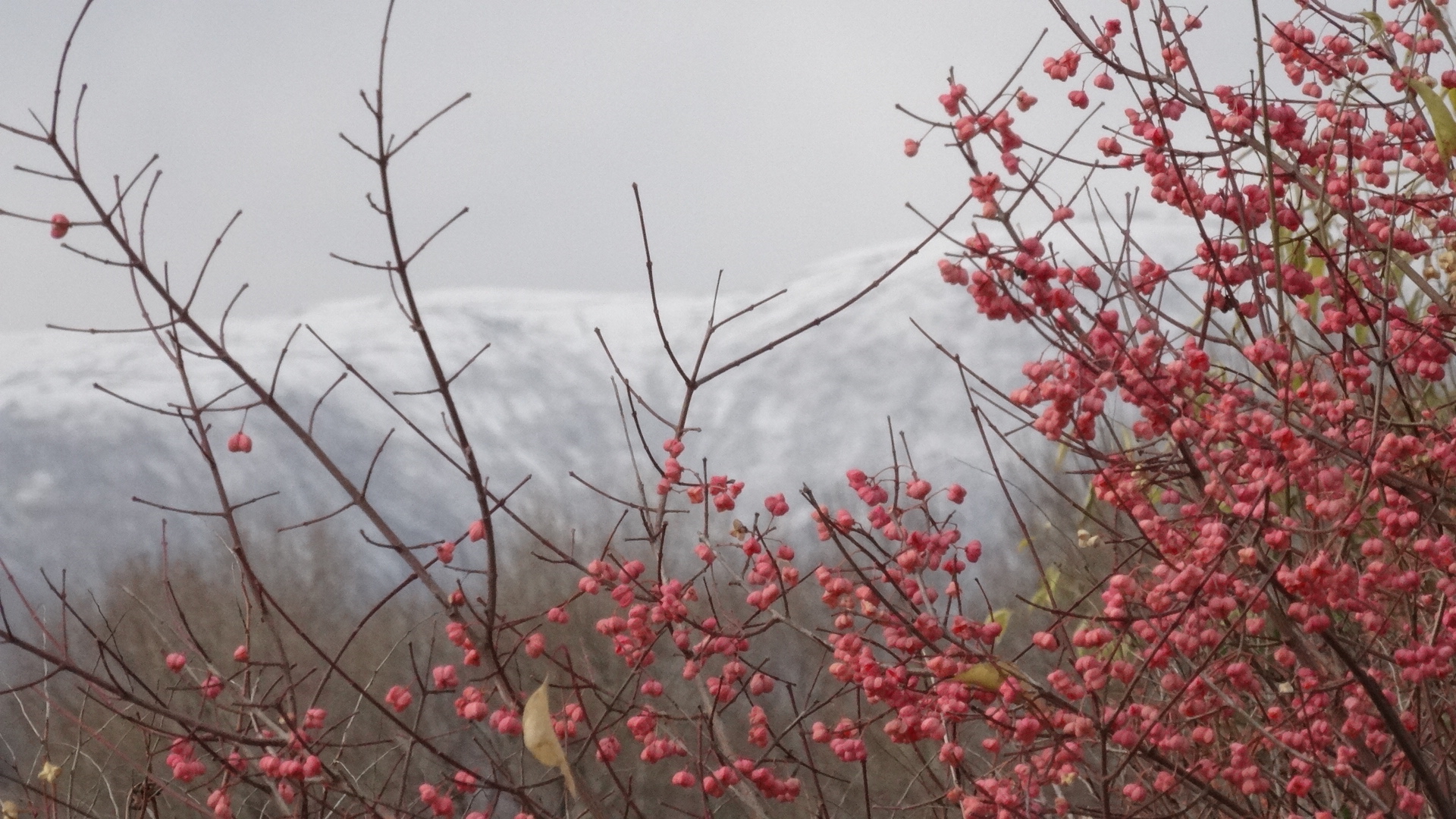 Զ������̨ɽ��̨ѩ��