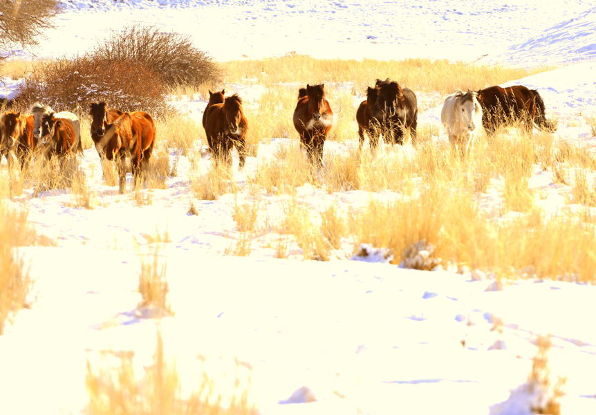 ������ɽ������