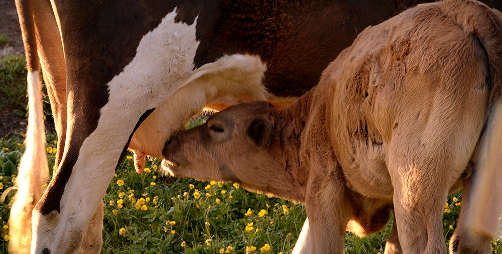 ��       ������