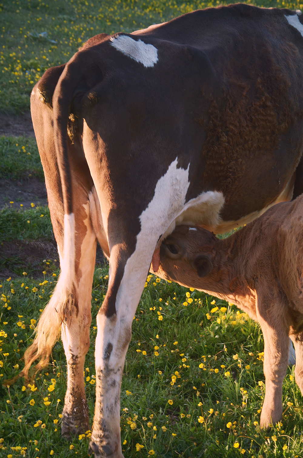 ĸ����   ������