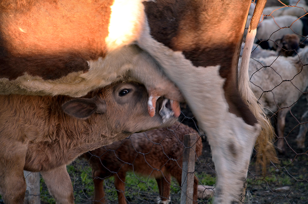 ����   ������