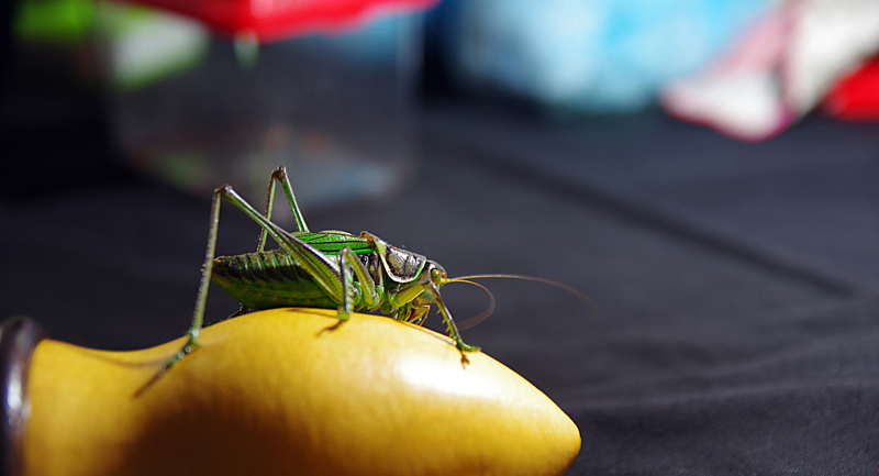 ������С IMGP1079.JPG