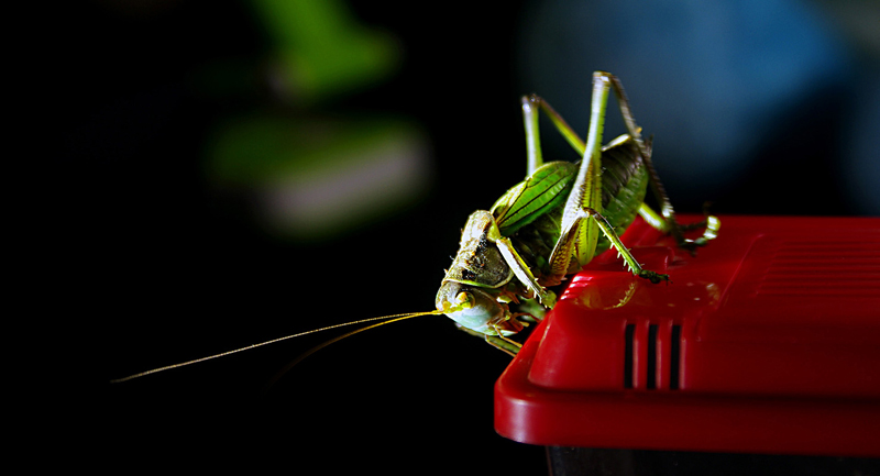 ������С IMGP1084.JPG