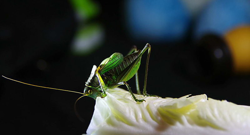 ������С IMGP1087.JPG