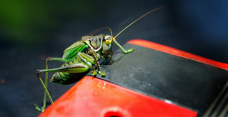 ������С IMGP1091.JPG