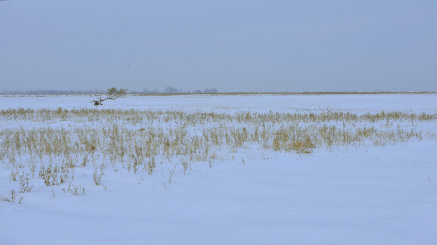 ��ѩ�е�����