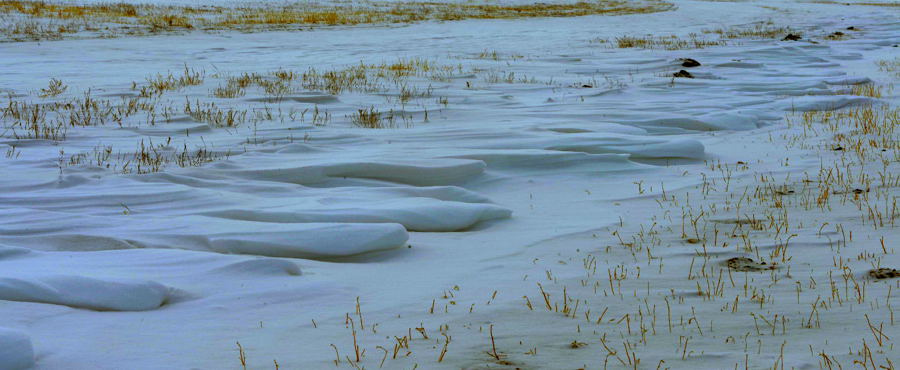 ��ѩ�ĸ�����