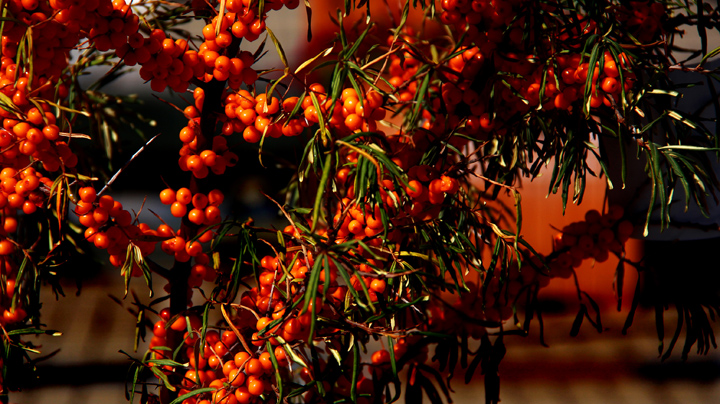 �߳ǻ������ (4)-ɳ��.jpg