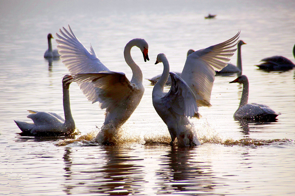 ����� 399 (80)_����.jpg