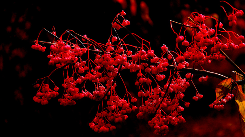 �߳ǻ������ (5)-Ұɽ髱���.jpg