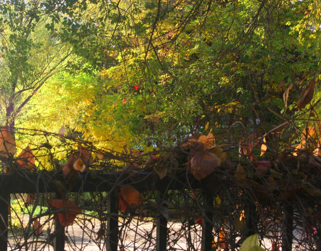 IMG_1284 ����_����.jpg