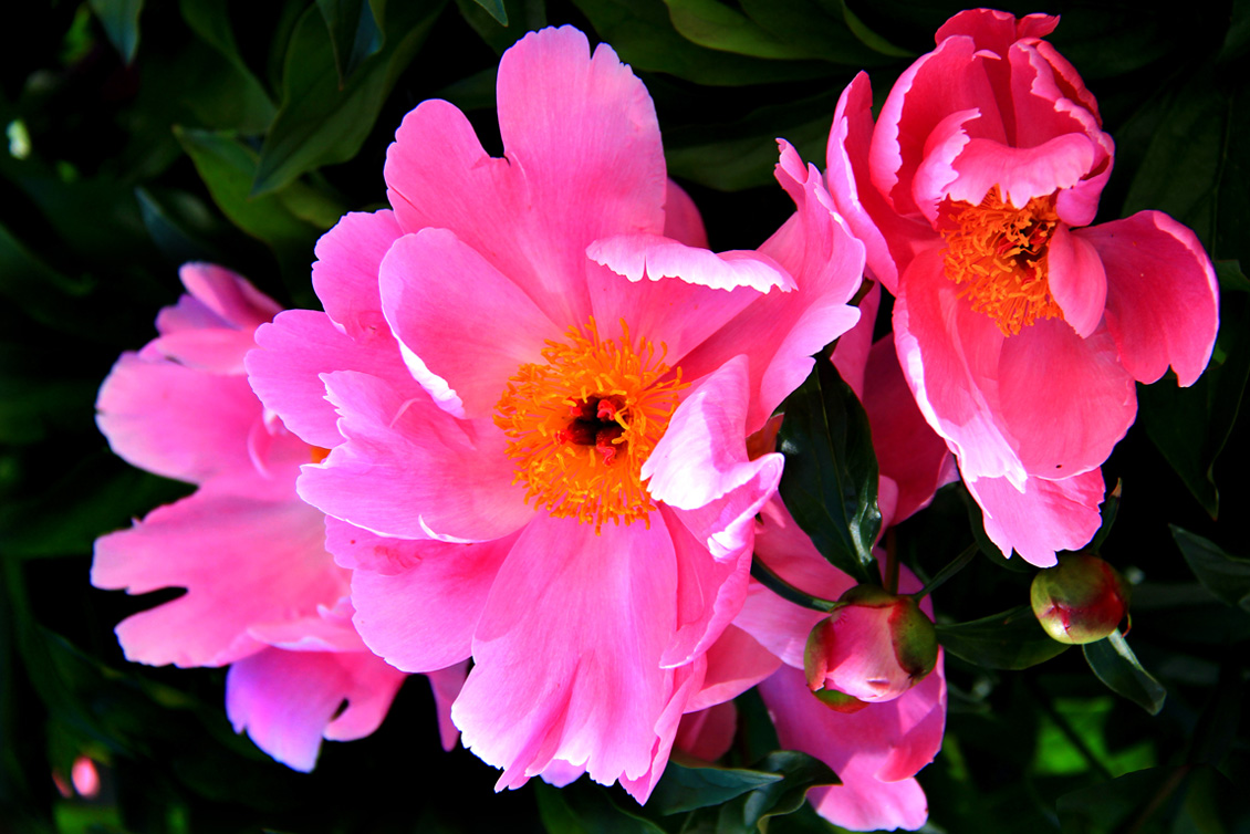 ������ҩ��һ�� (4).jpg