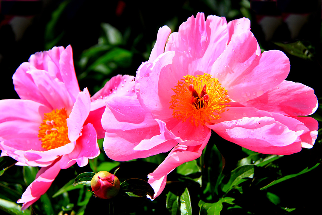 ������ҩ��һ�� (5).jpg