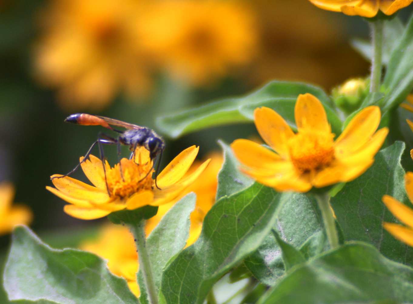 �����÷�