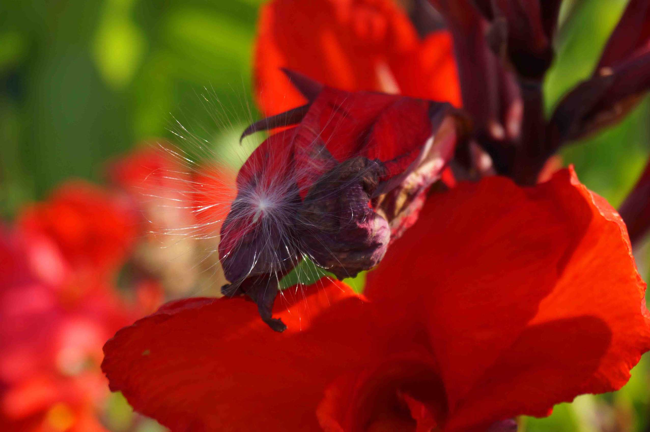 DSC00864 ����_����.jpg