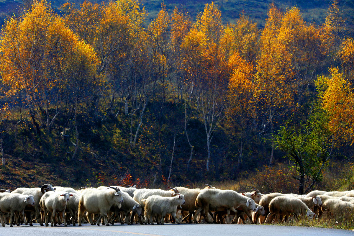 3. ��Ҷ���������.jpg