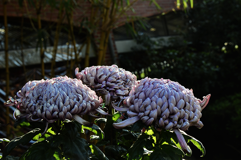 2014��12��13��̨�� a1591.jpg