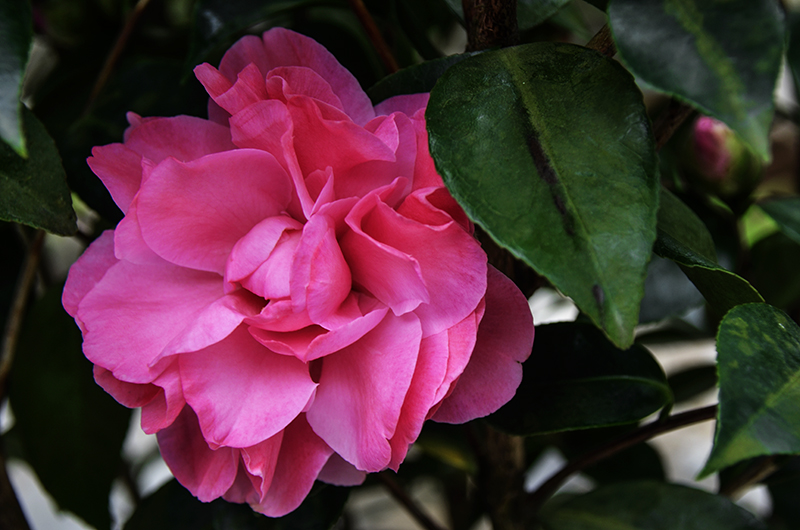 2014��12��13��̨�� a7341.jpg