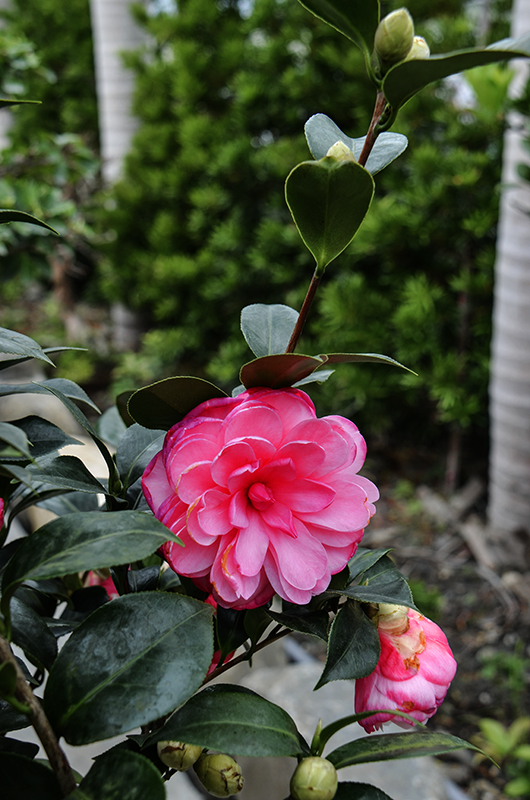 2014��12��13��̨�� a7331.jpg