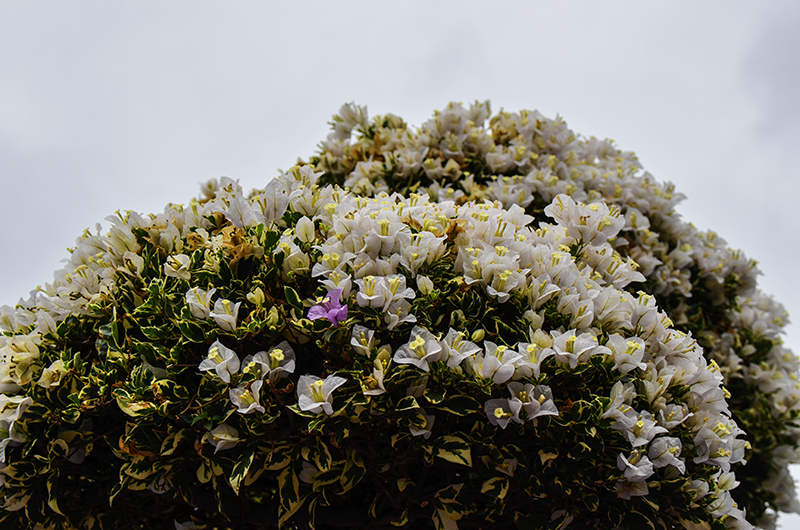 2014��12��13��̨�� a7351.jpg