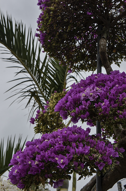 2014��12��13��̨�� a7401.jpg