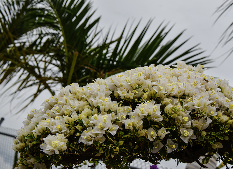 2014��12��13��̨��a 7391.jpg