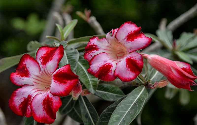 2014��12��13��̨��a 7321.jpg