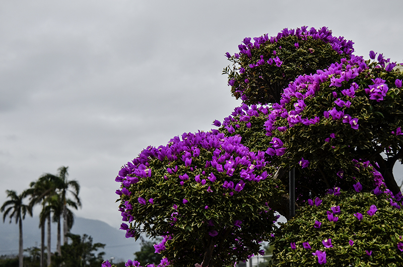 2014��12��13��̨��a 7361.jpg